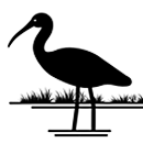 ibis morito
